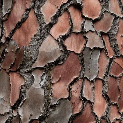 松樹皮由来プロシアニジンの写真