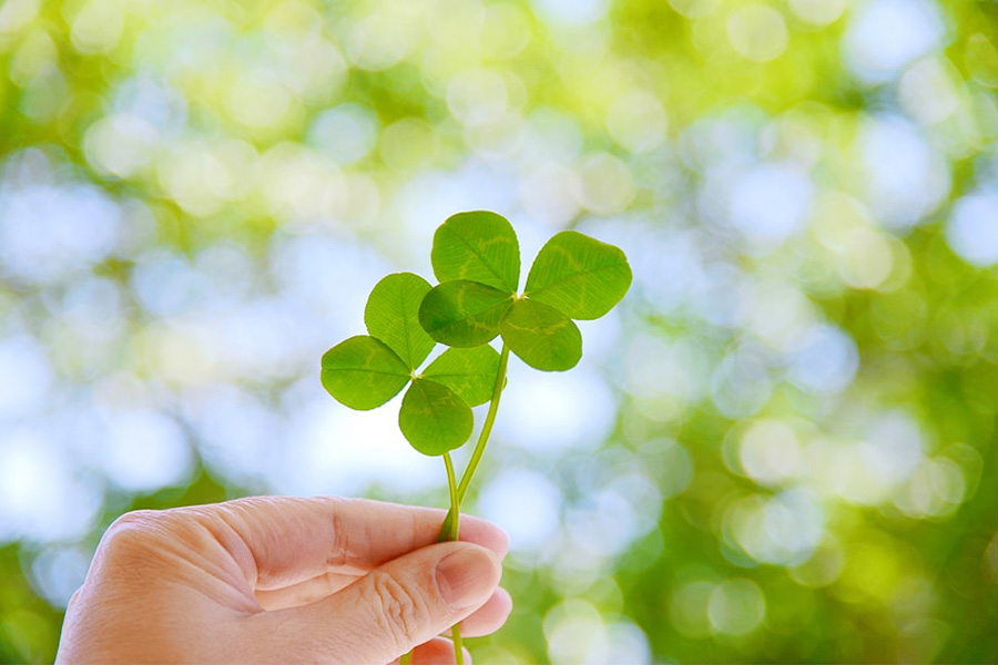 四つ葉のクローバーの写真